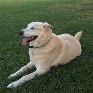 Meet your Posher, Robin